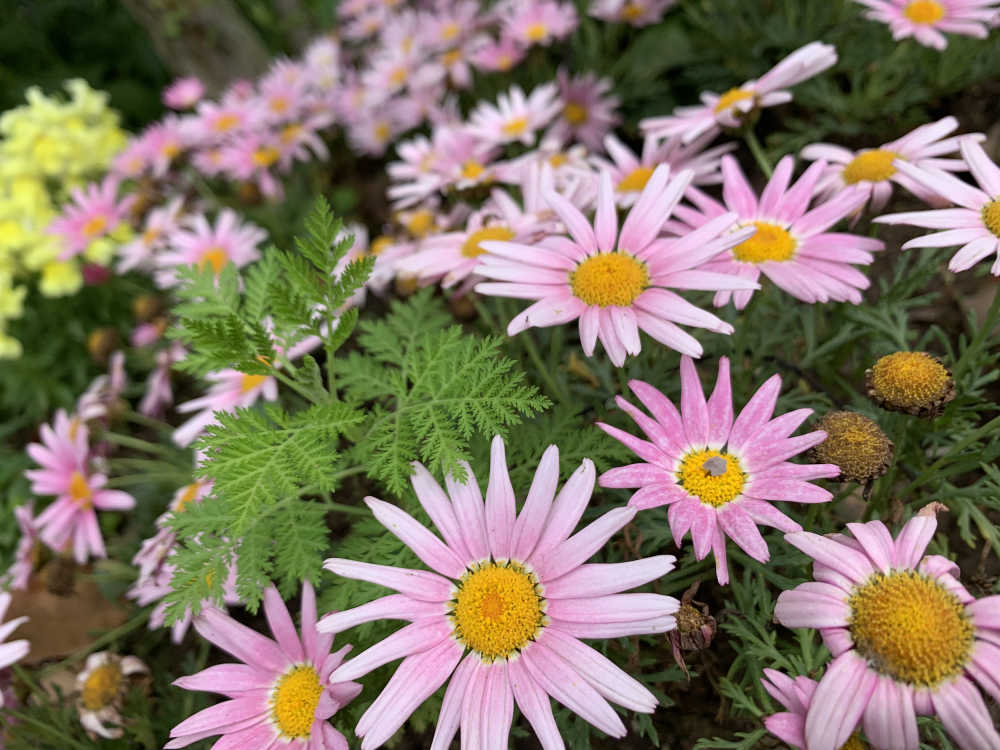 手机拍摄花花草草