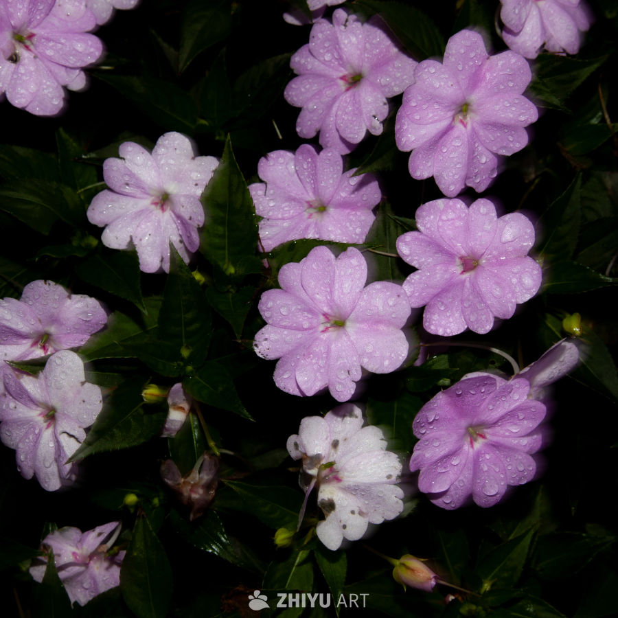 花 9