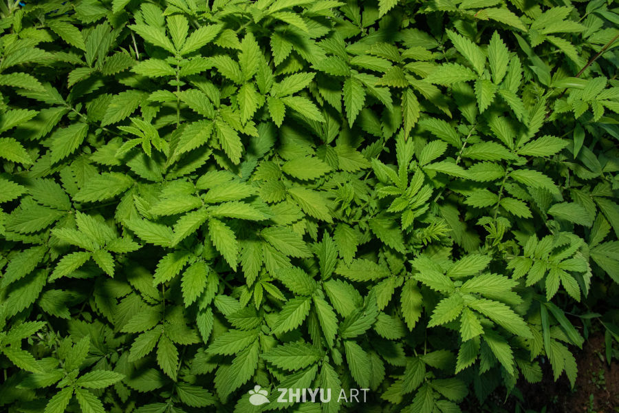 中药材与药材花 48