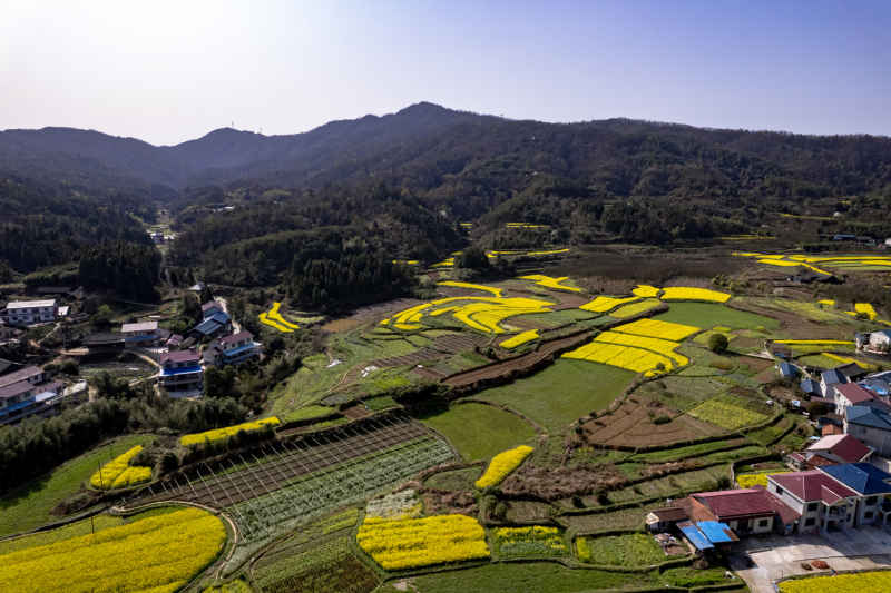 春天乡村田园油菜花航拍图  
