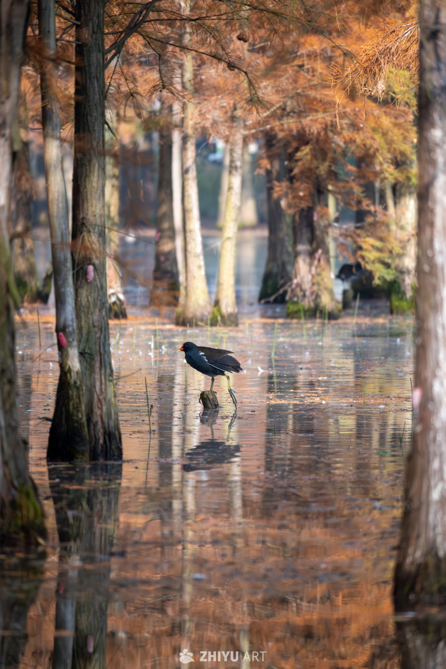 秋季的黑水鸡站在树桩上