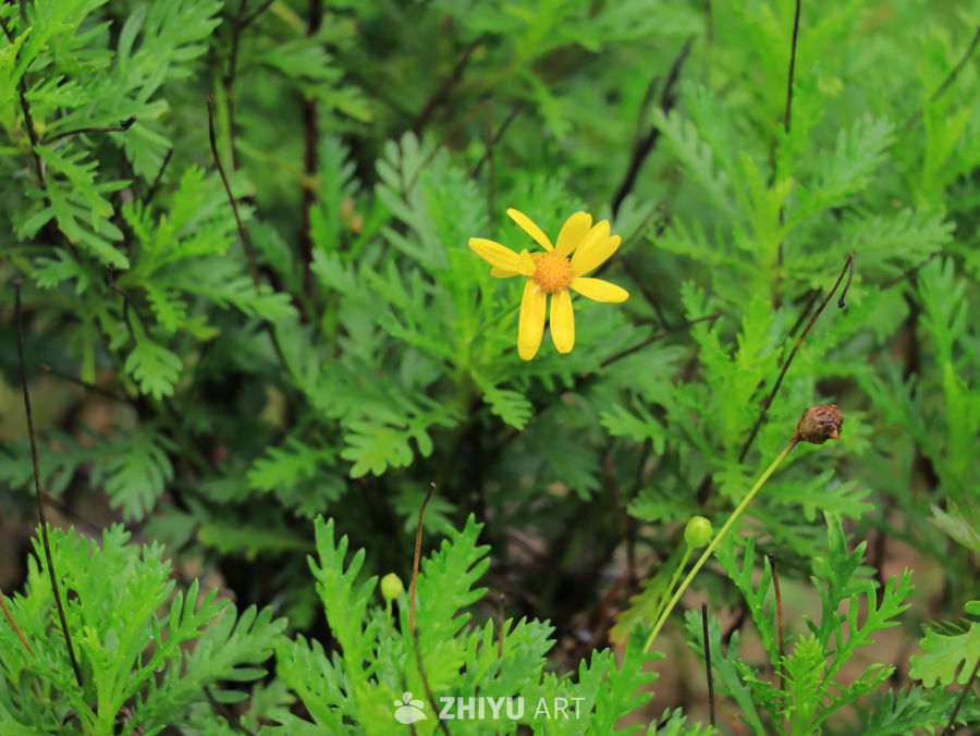 黄花绿叶的宁静时光