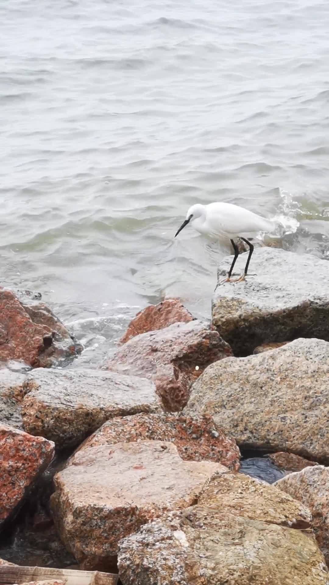 海边白鹭觅食