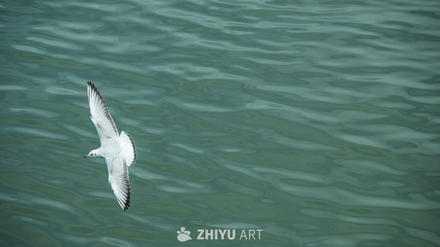 海鸥掠过碧波水面