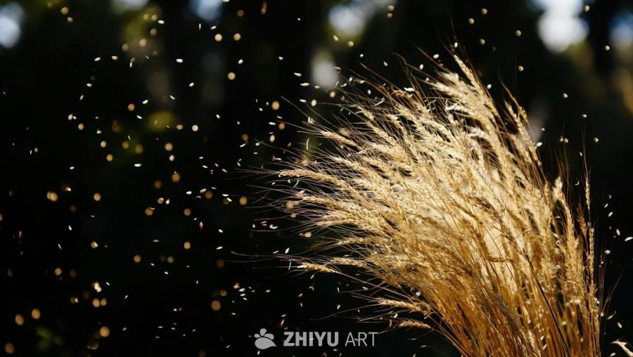 金黄色的麦穗在画面右侧，许多细小的颗粒漂浮在空中，
