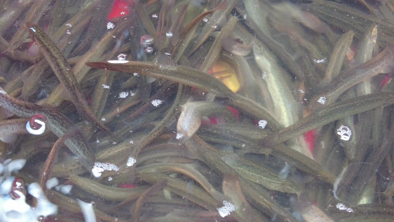 活体新鲜海鲜螃蟹龙虾帝王蟹石斑鱼乌龟实拍 