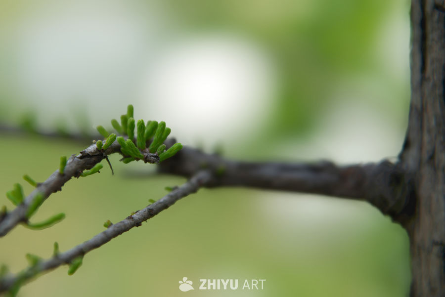 嫩芽初绽