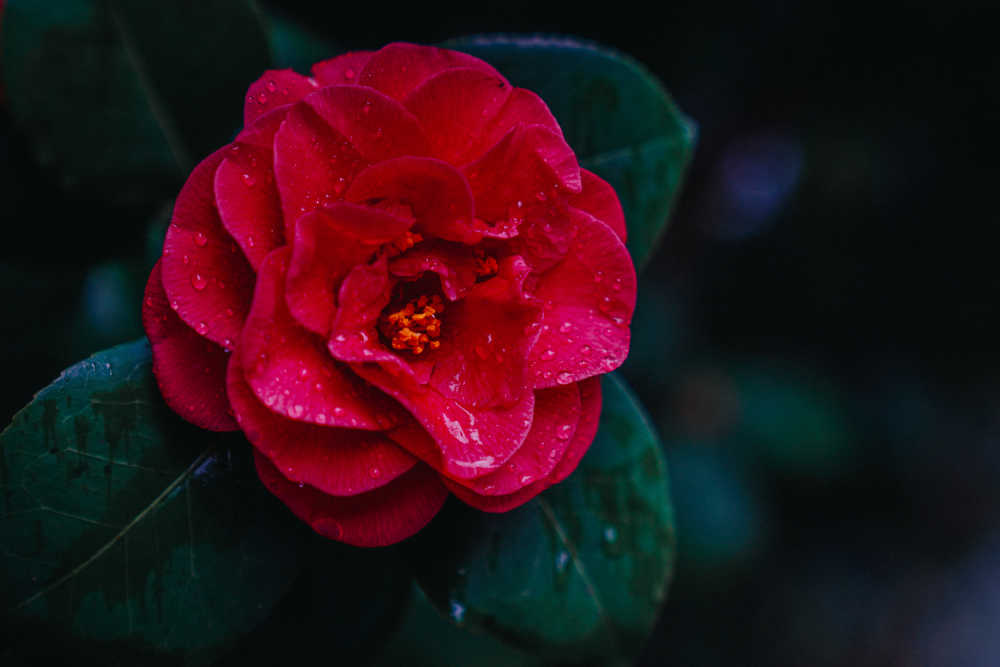茶花