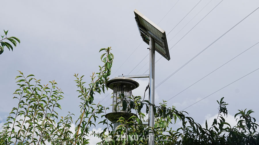 太阳能捕虫灯与绿植