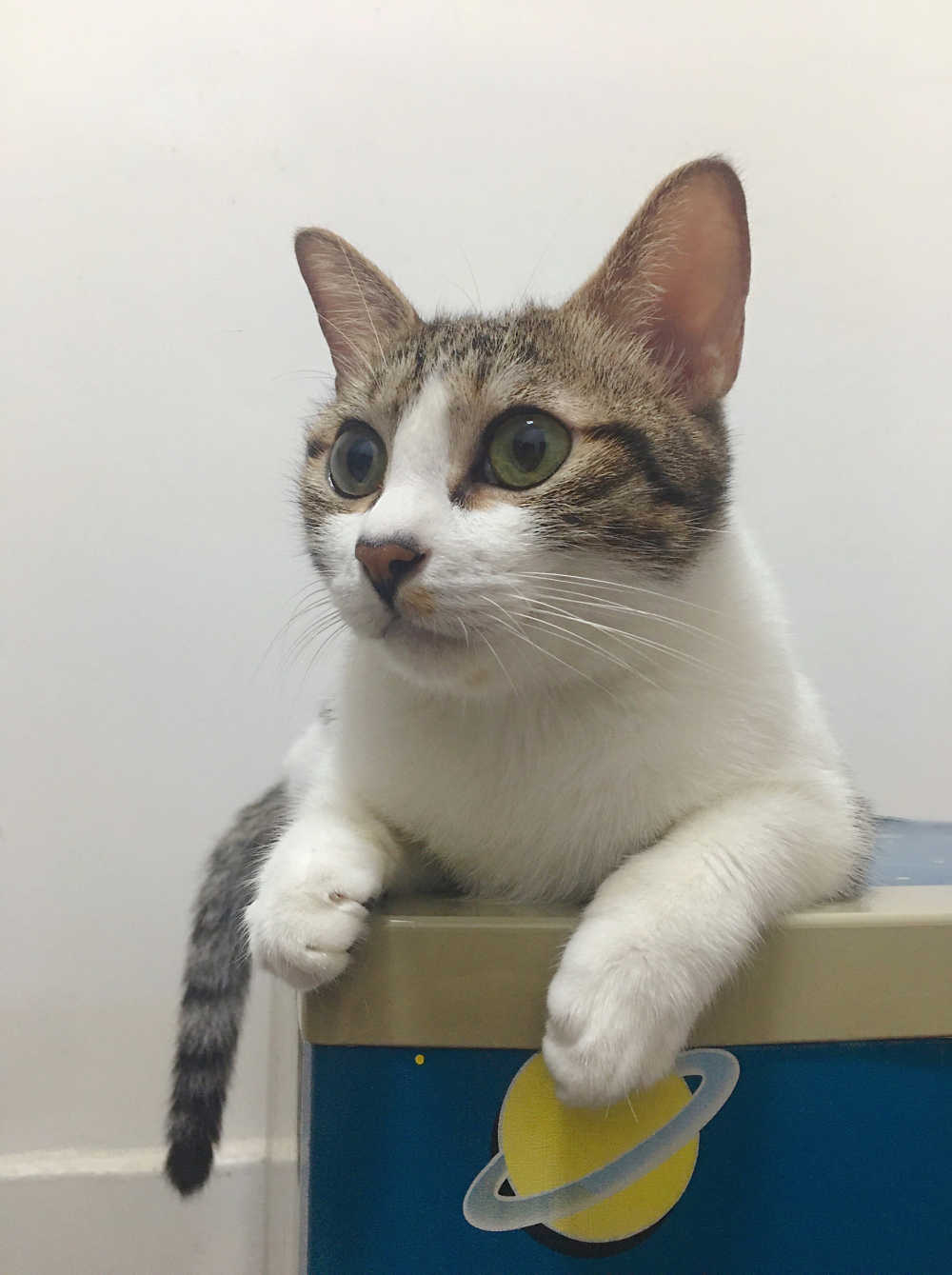 可爱宠物猫 狸花猫
