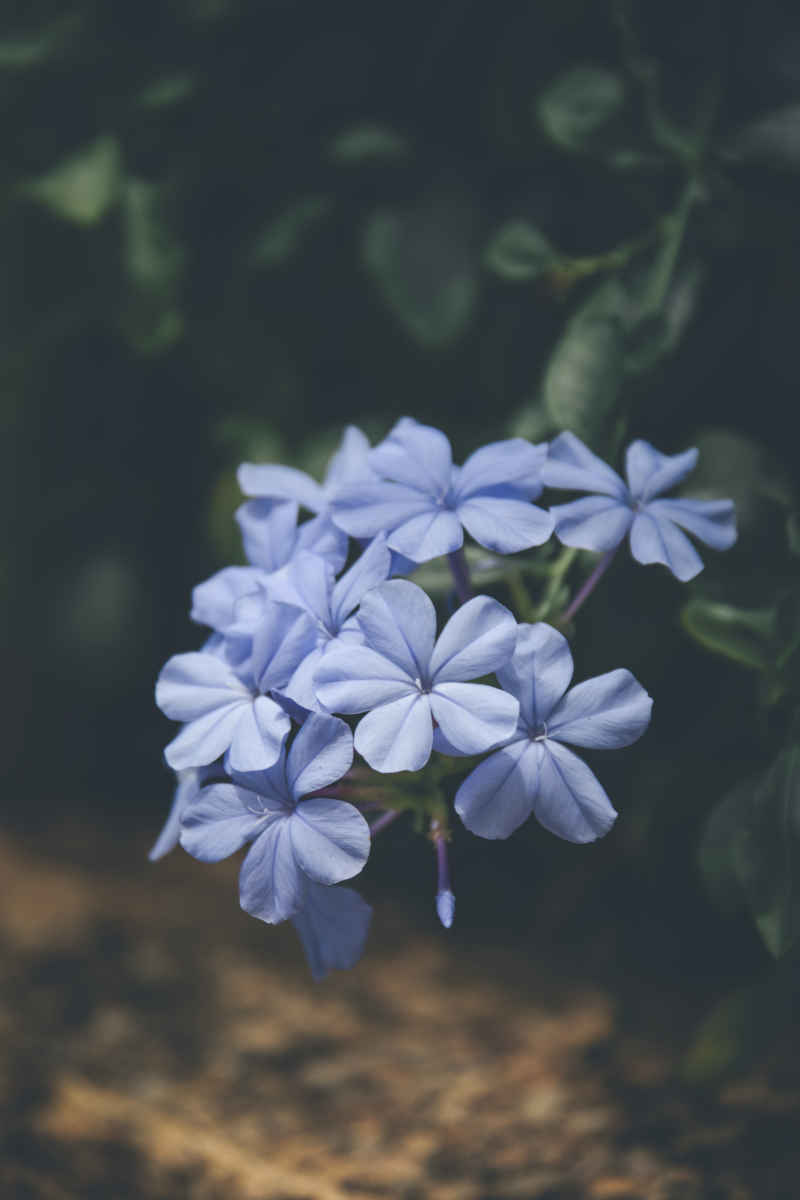 紫花