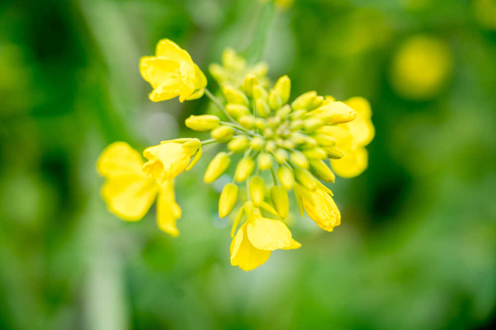 春天的油菜花