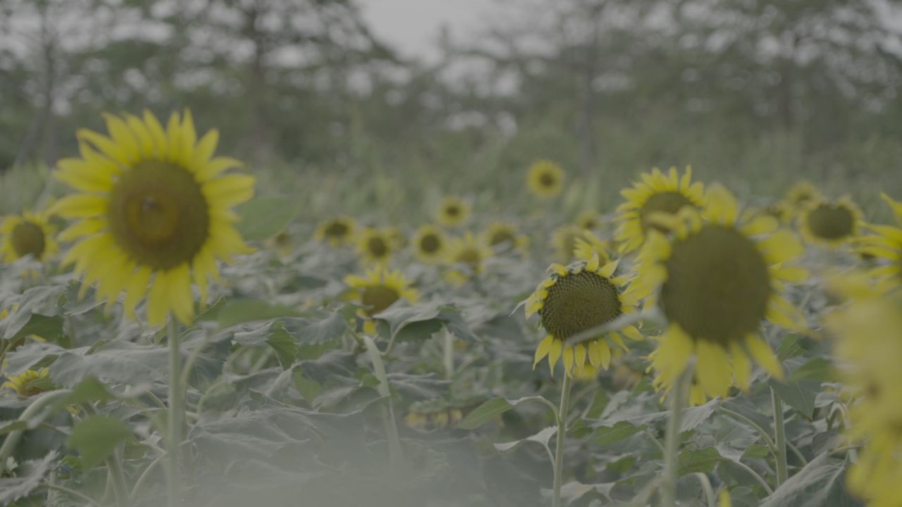 田野中的向日葵