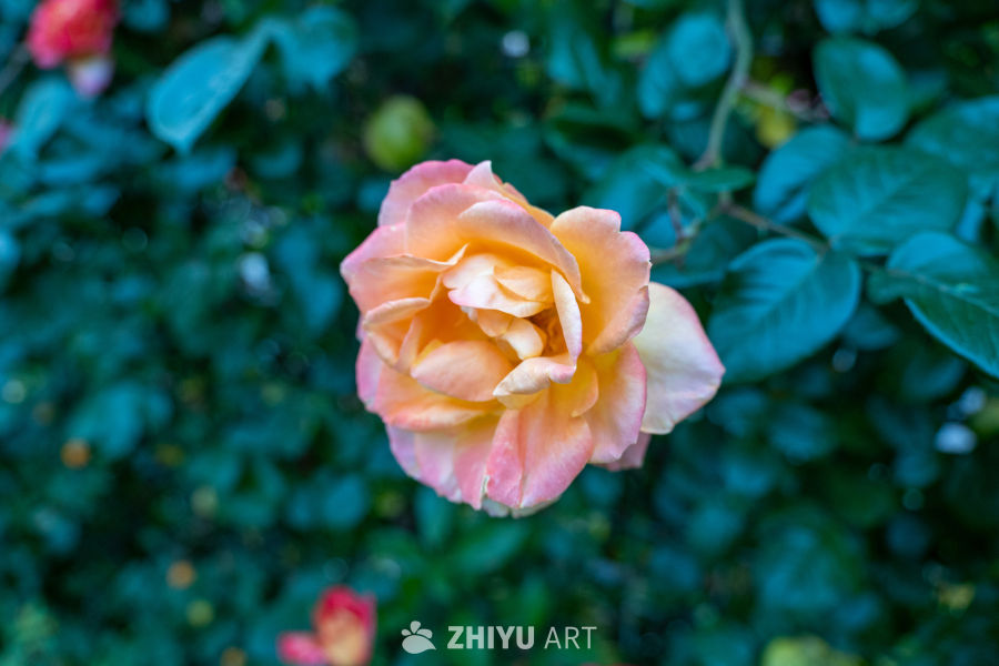 月季花 19