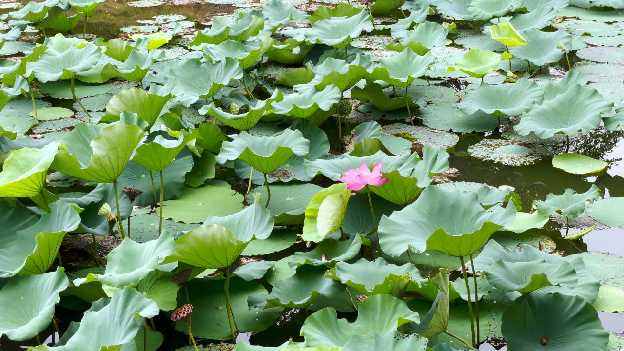 荷花池塘