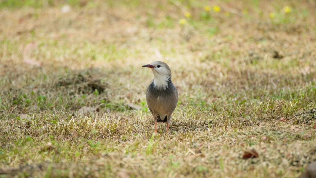 大自然野生小鸟类 19