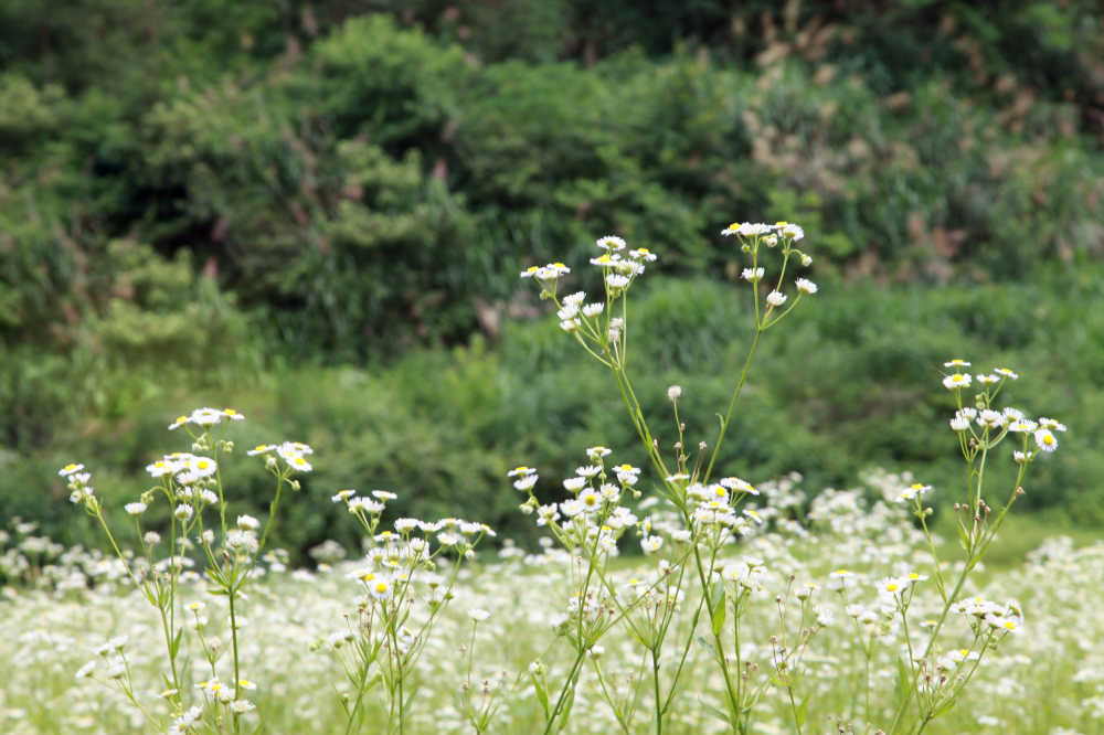 花海