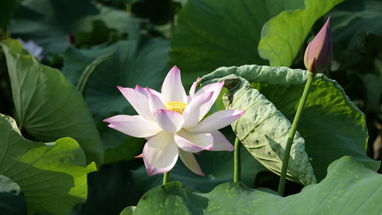 荷花（二） 3