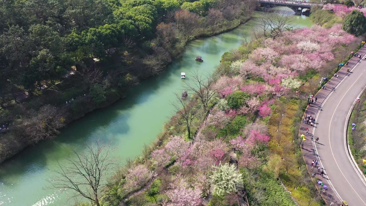 乘船观看梅花旅游航拍素材