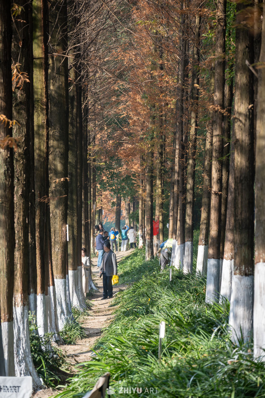 步道深处，秋意正浓