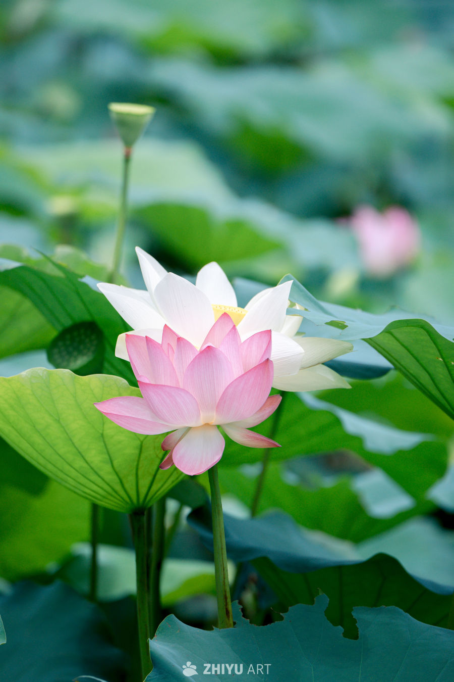 荷花 34