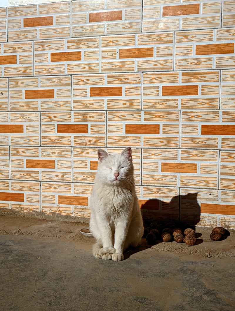 小猫老弟