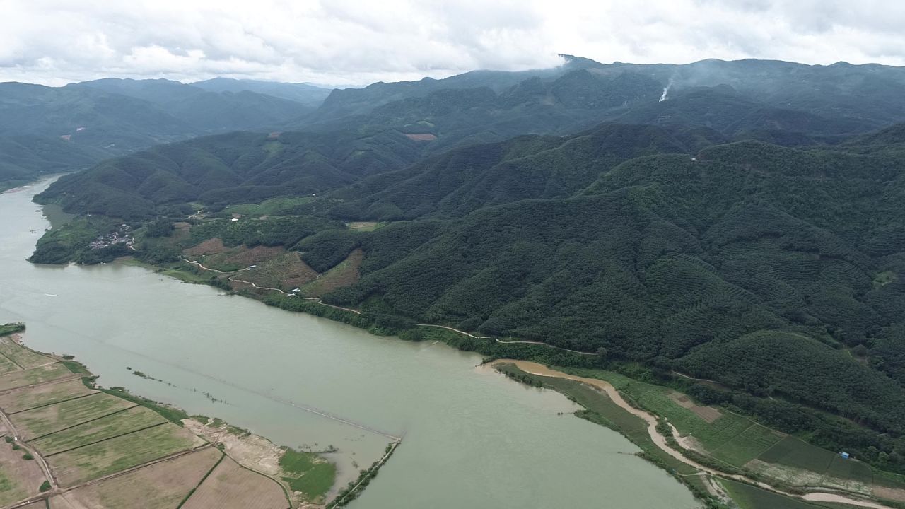 橡胶树
