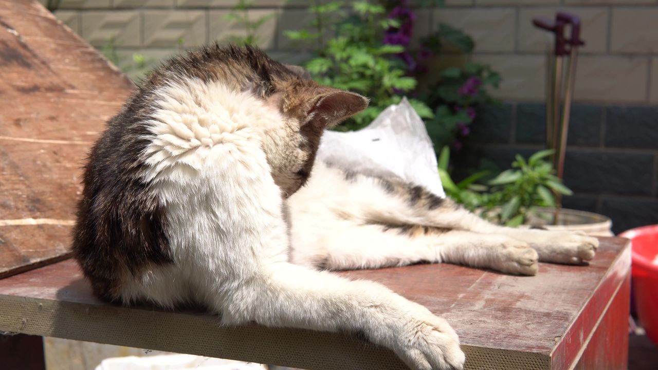 中午休息狸花猫舔毛