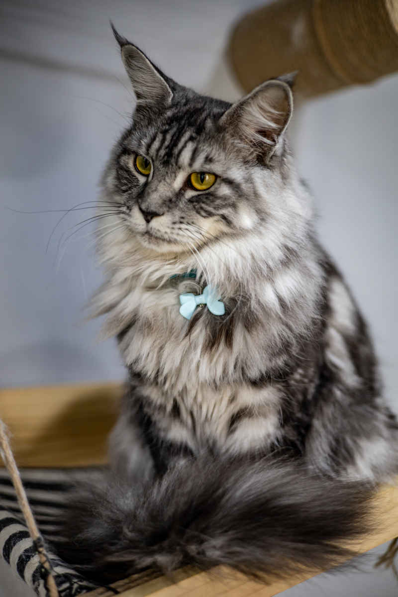 缅因猫