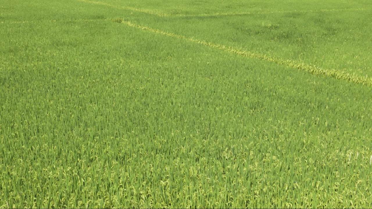 水稻田野粮食庄稼五常大米 45
