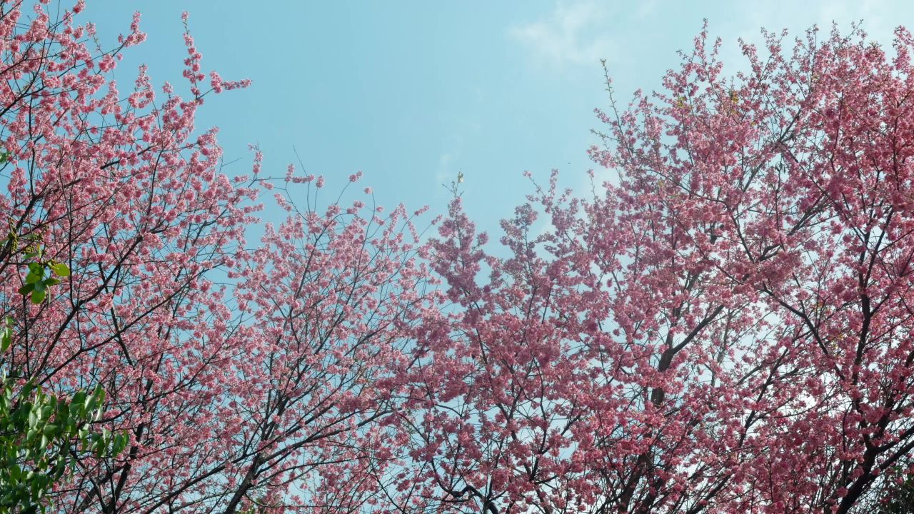 樱花盛开的春天