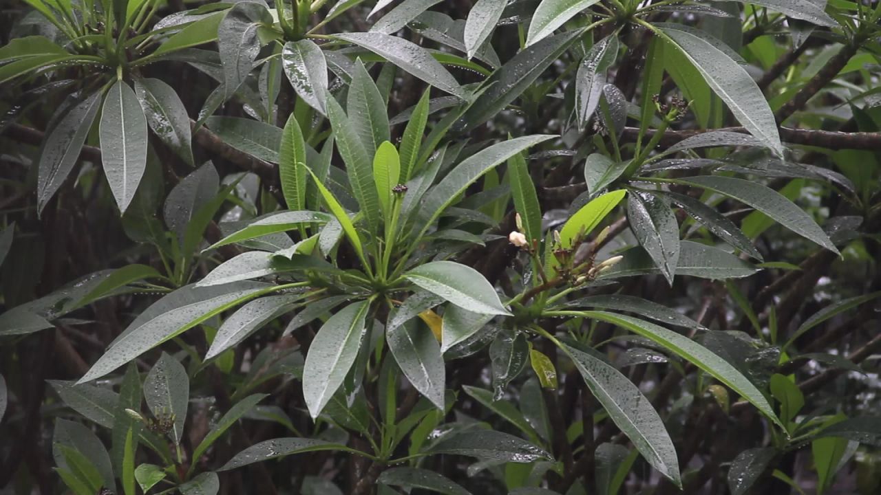 大雨中的鸡蛋花树