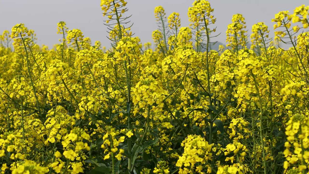 油菜花开满田野