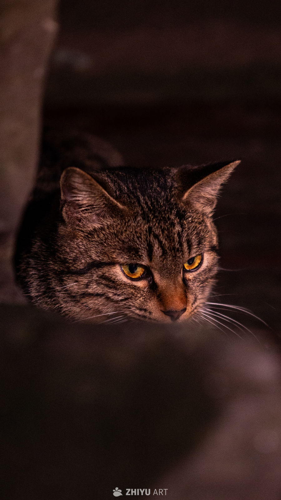 暗光中的凝视：猫咪特写