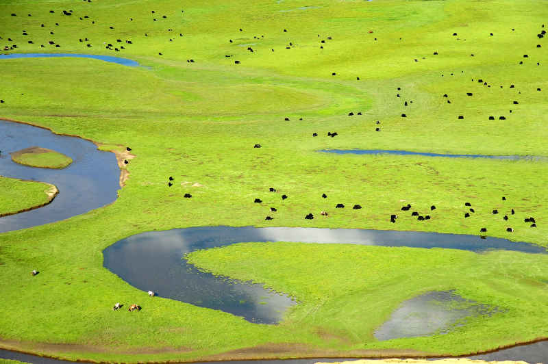 川西阿坝草原湿地的蜿蜒河曲
