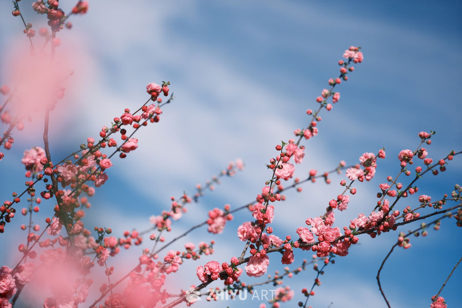 春天的花 10