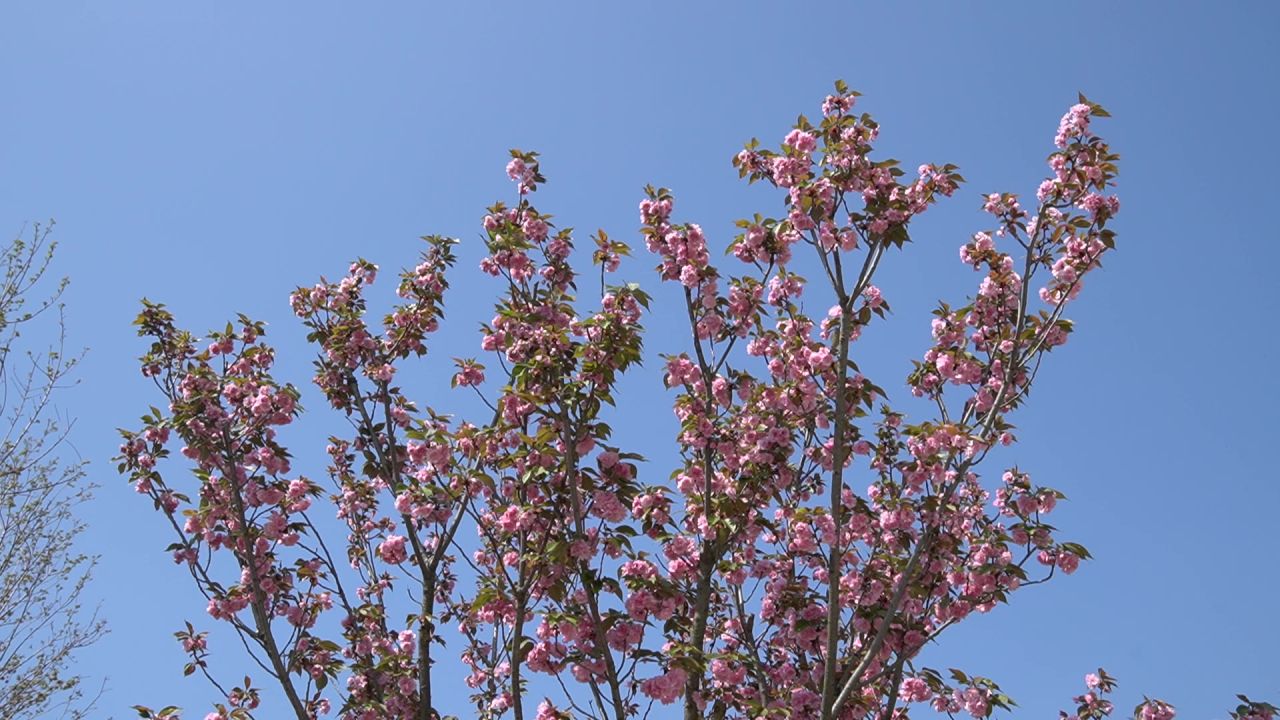 樱花