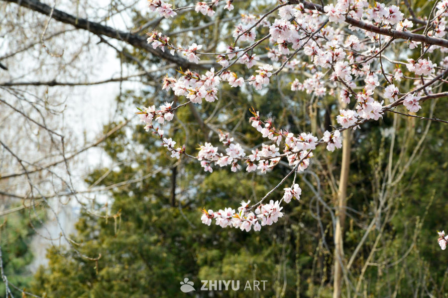 春花山桃