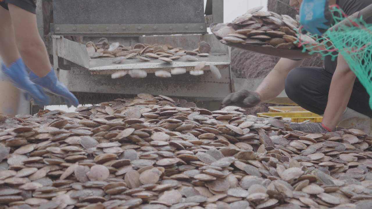 渔民扇贝分拣作业