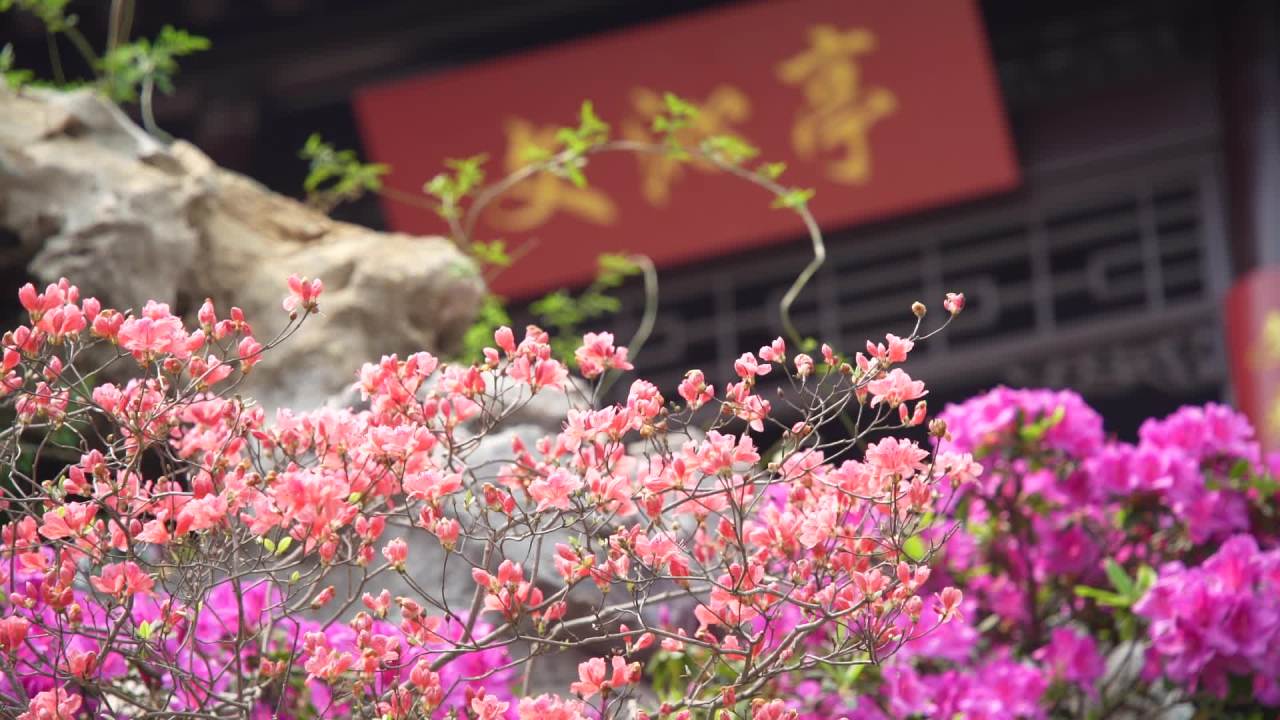 园林里的花花草草 18