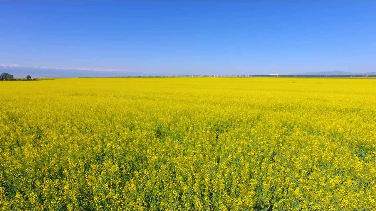油菜花