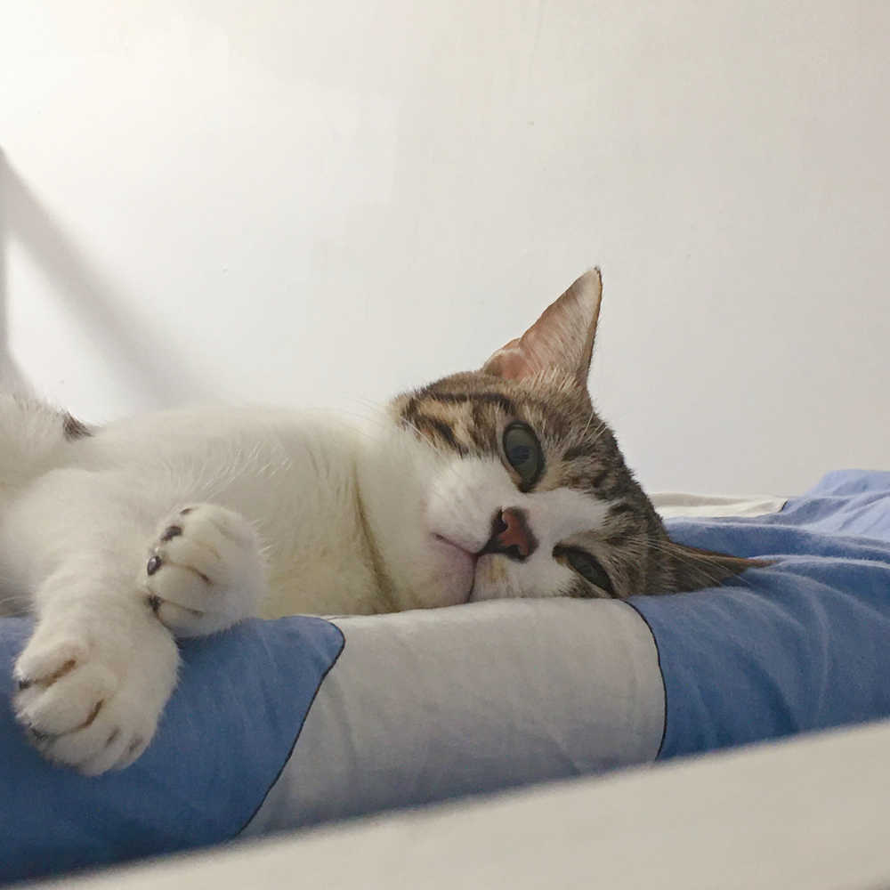 可爱猫咪