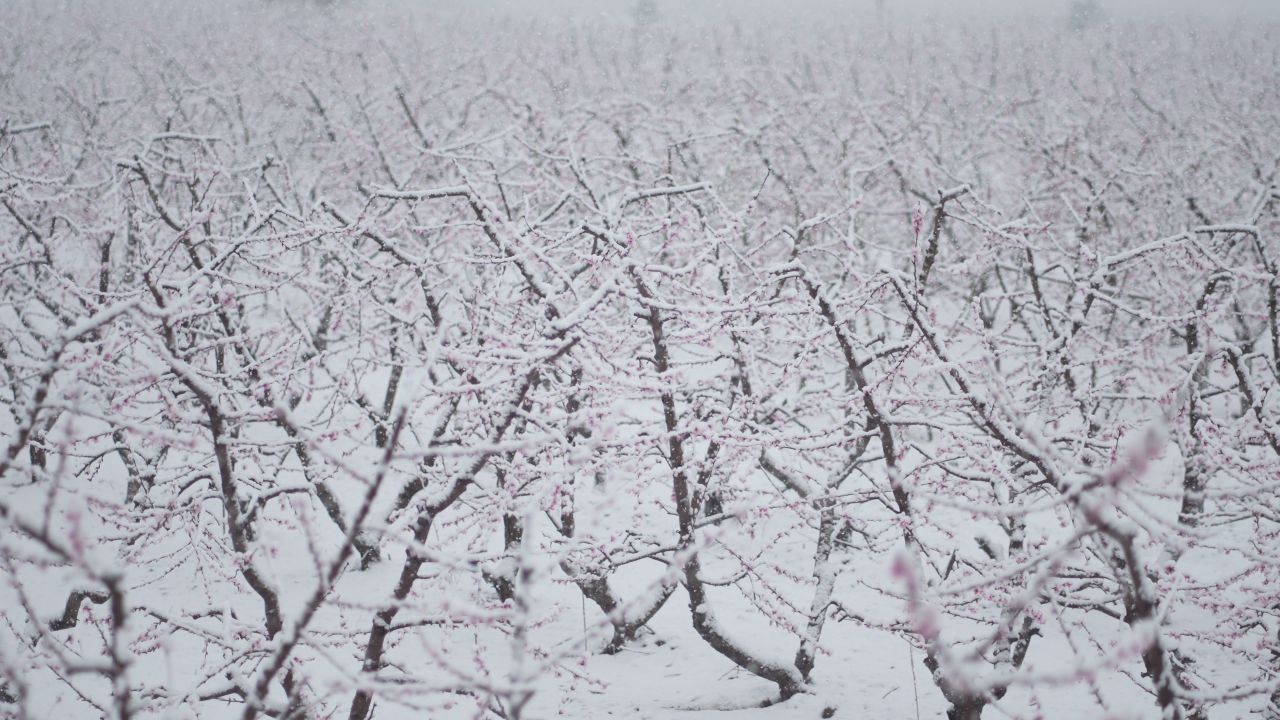 罕见的自然奇观 | 三月桃花雪