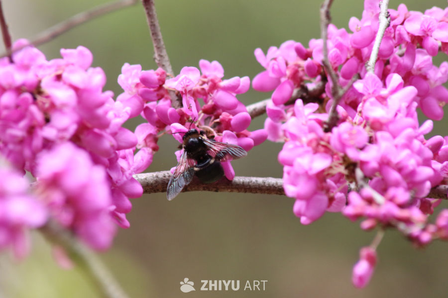 蜂采花间：春天的诗篇