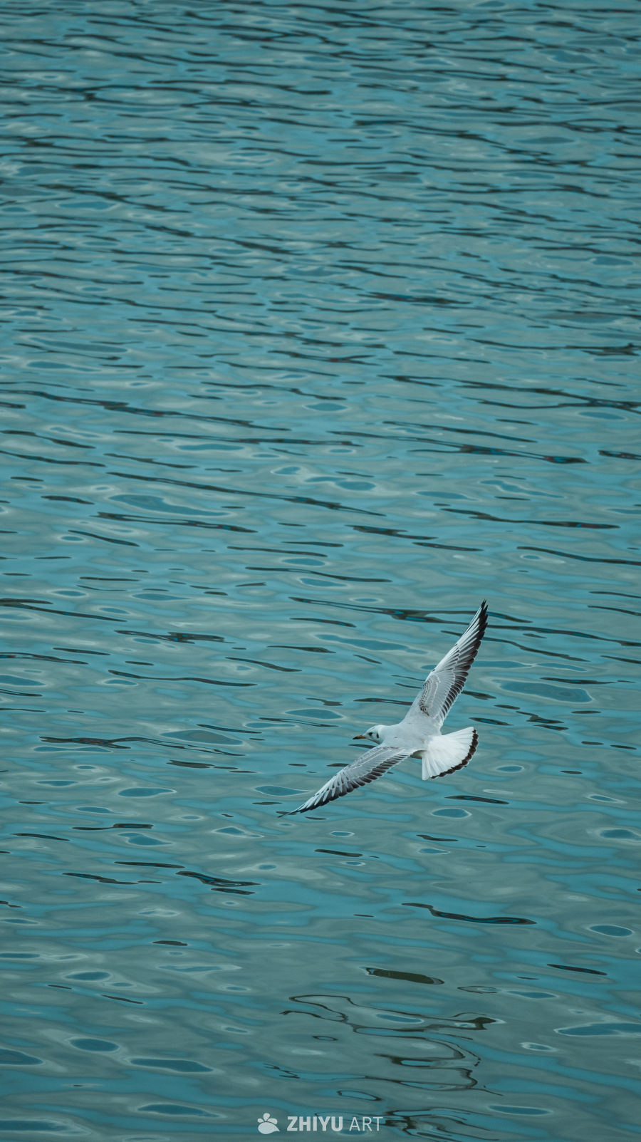 海鸥掠过波光粼粼的水面