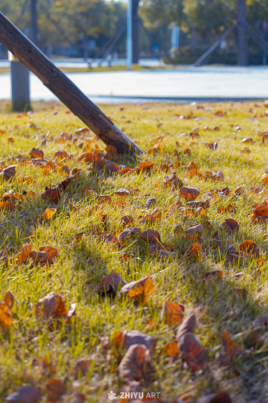 秋日草地落叶景