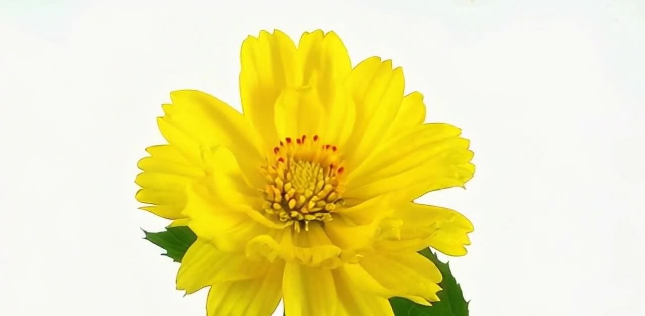 黄色花朵特写：层叠花瓣、红色花蕊，白色背景