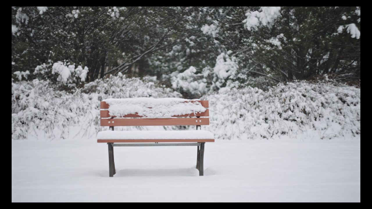 公园  雪后 长椅 树林 大树