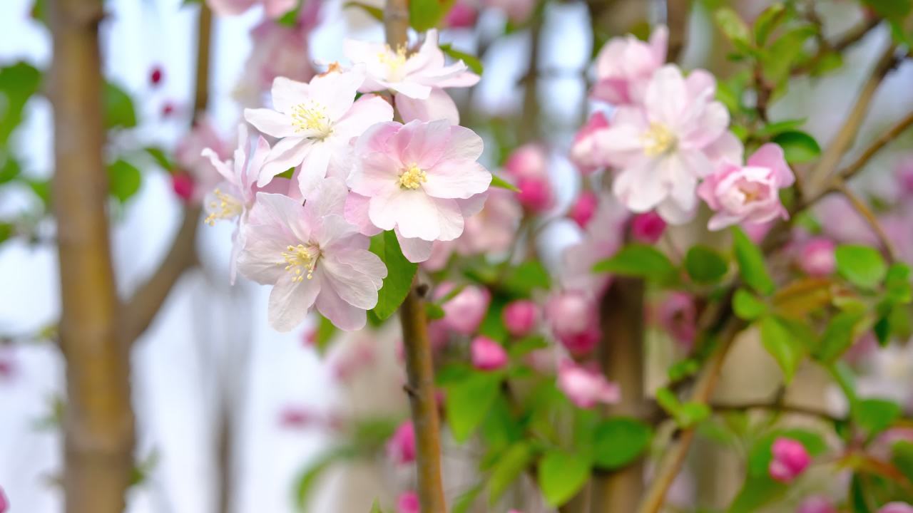 花 8
