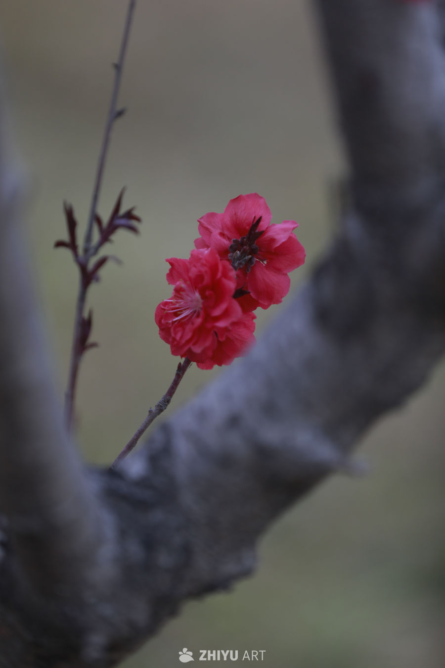 春日樱花绽放